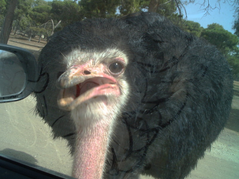 Ostrich at Tel Aviv Zoological Center By: Shai Bohr, Israel; DISPLAY FULL IMAGE.