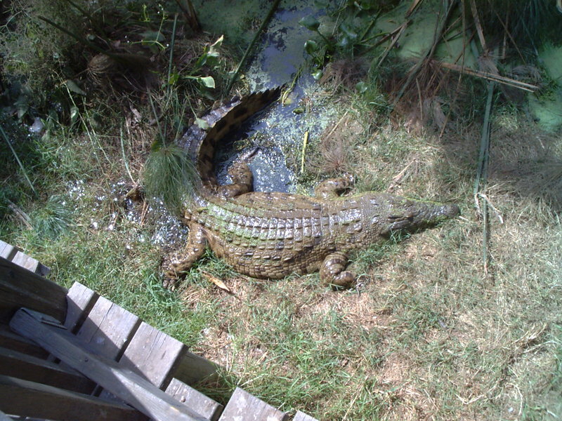 Crocodile at Tel Aviv zoological center. By: Shai Bohr, israel; DISPLAY FULL IMAGE.