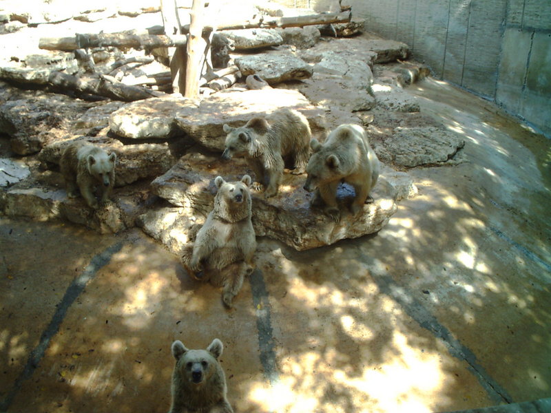 Bears at Tel Aviv zoological center. By: Shai Bohr, Israel; DISPLAY FULL IMAGE.