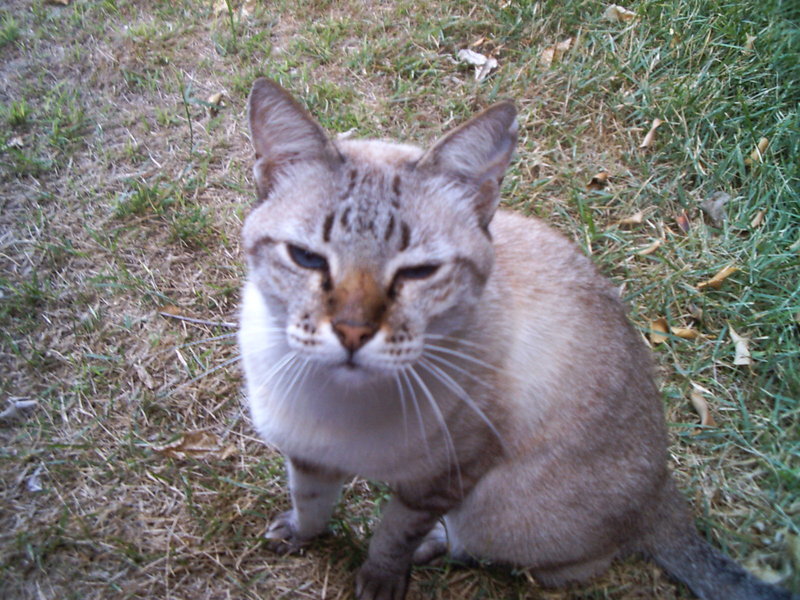 Tuli the cat. By: Shai Bohr, Israel; DISPLAY FULL IMAGE.
