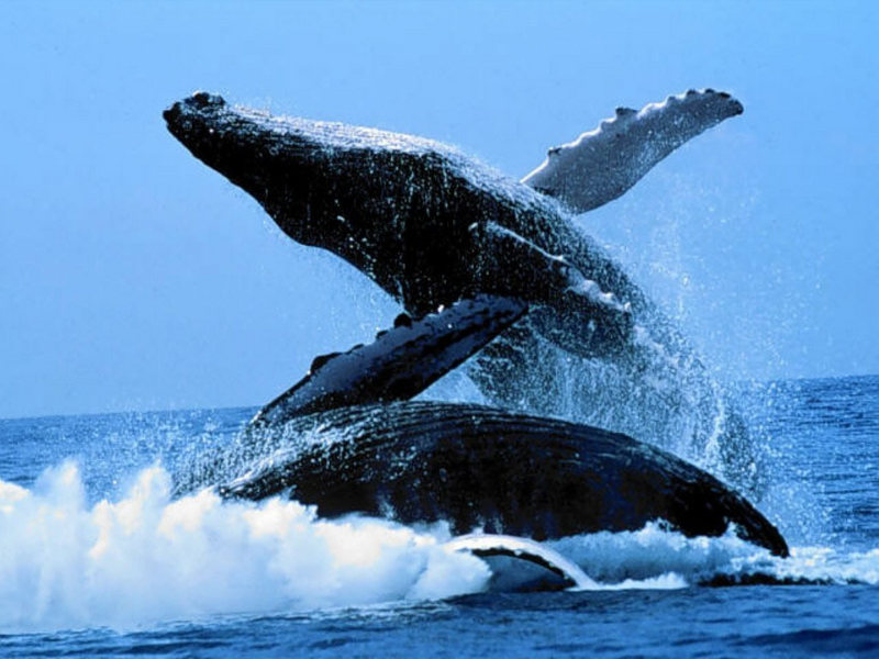 animals whales015; DISPLAY FULL IMAGE.