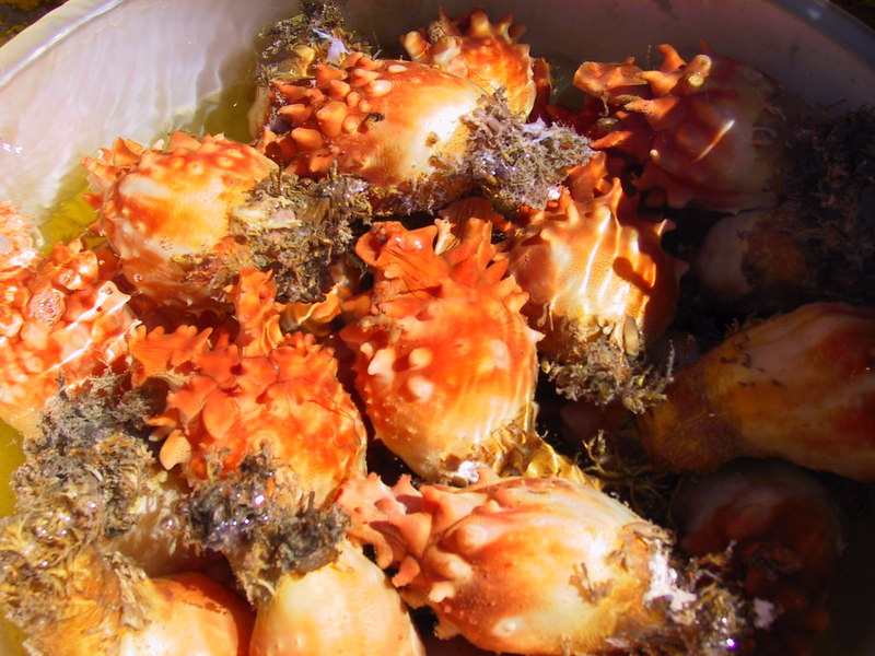 a trepang; a sea cucumber (dea-chon); DISPLAY FULL IMAGE.