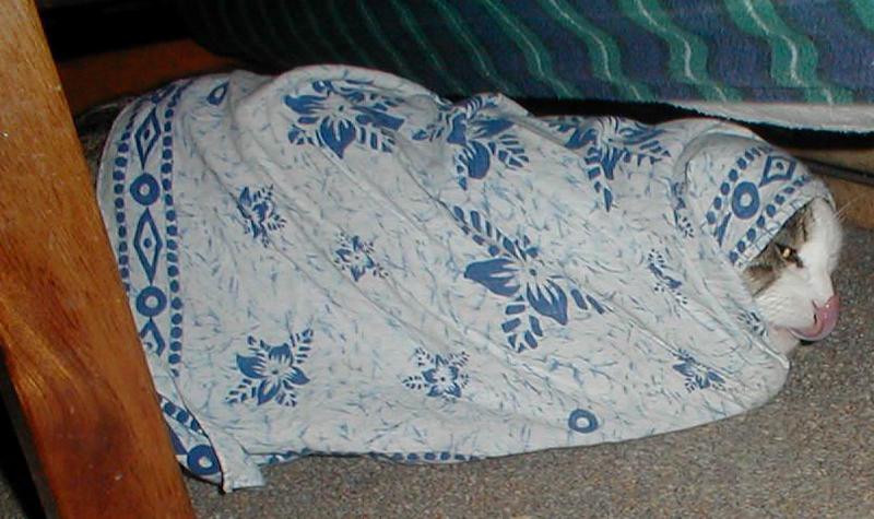 Ivan is wearing clothing.  A bandana to be exact; DISPLAY FULL IMAGE.