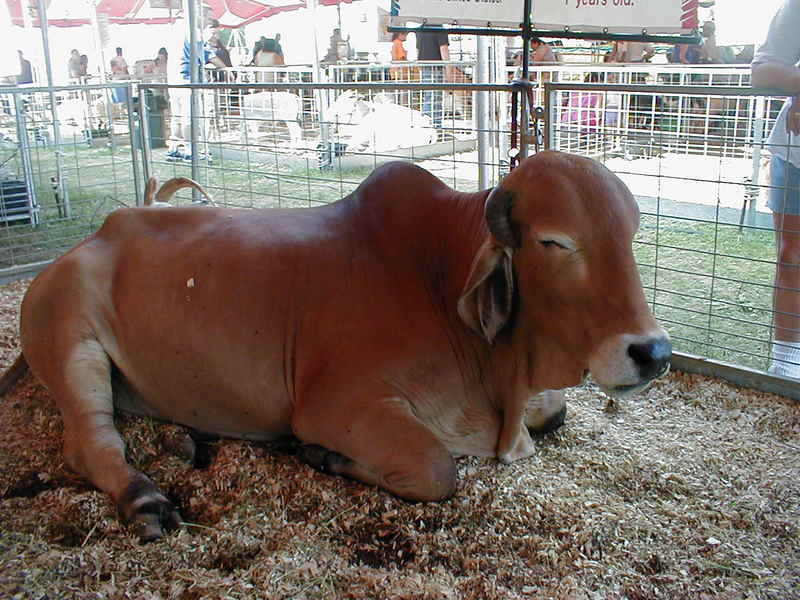 cow thing; DISPLAY FULL IMAGE.