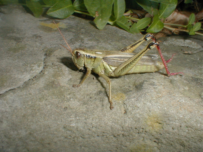 grasshopper; DISPLAY FULL IMAGE.