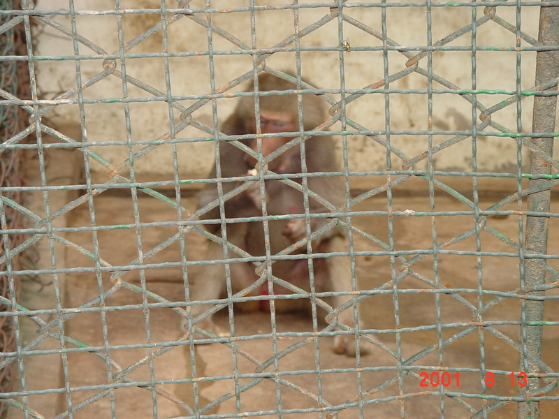 baboon (Jeonju Zoo, Korea); DISPLAY FULL IMAGE.