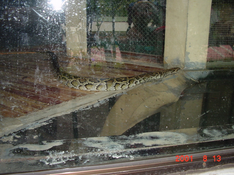 Indian Python (Jeonju Zoo); DISPLAY FULL IMAGE.