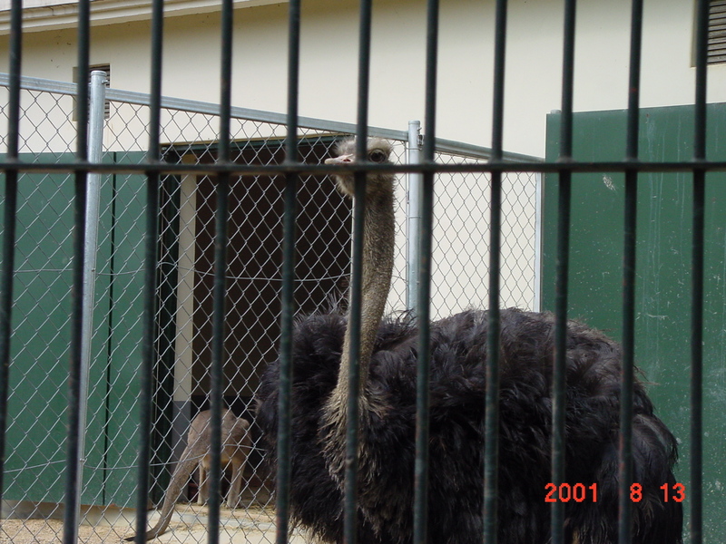 African Ostrich (Jeonju Zoo); DISPLAY FULL IMAGE.