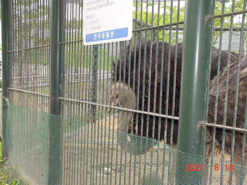 African Ostrich (Jeonju Zoo); DISPLAY FULL IMAGE.