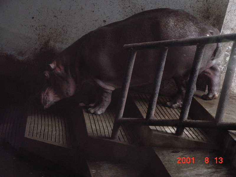 Hippopotamus (Jeonju Zoo); DISPLAY FULL IMAGE.