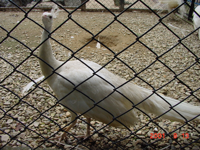 White Peafowl (peacock); DISPLAY FULL IMAGE.