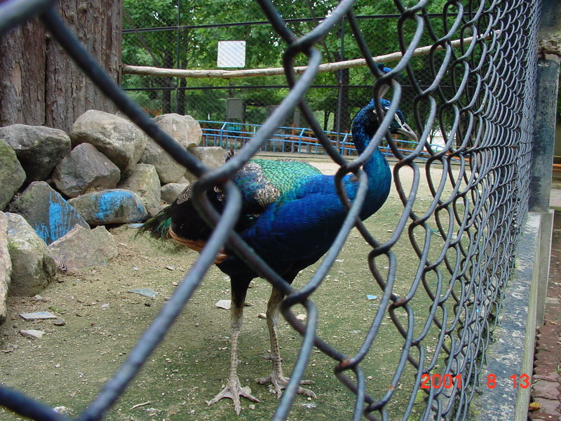 Indian Peacock - blue peafowl (Pavo cristatus); DISPLAY FULL IMAGE.