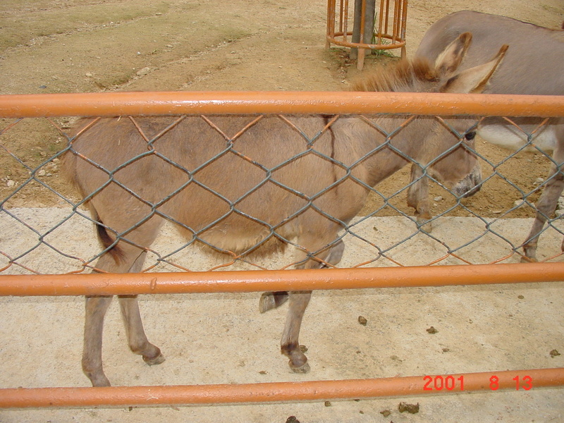 donkey; DISPLAY FULL IMAGE.