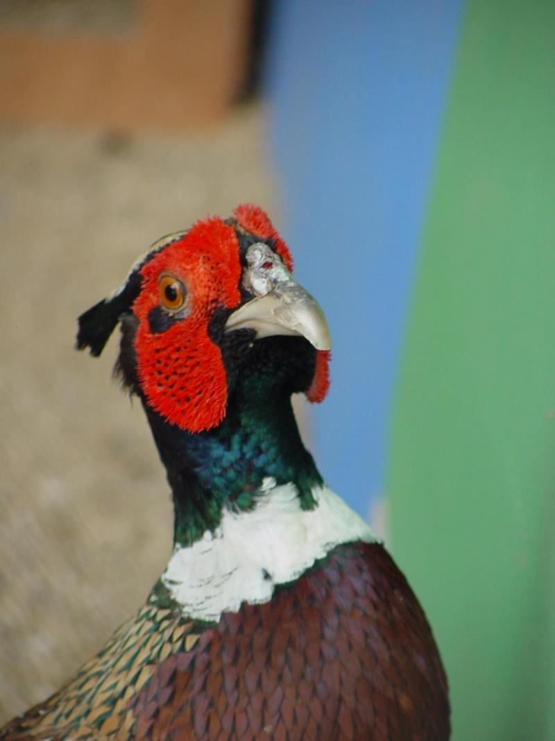Ring-necked Pheasant Daejon Zooland - 2002/06/13 -- common pheasant (Phasianus colchicus); DISPLAY FULL IMAGE.