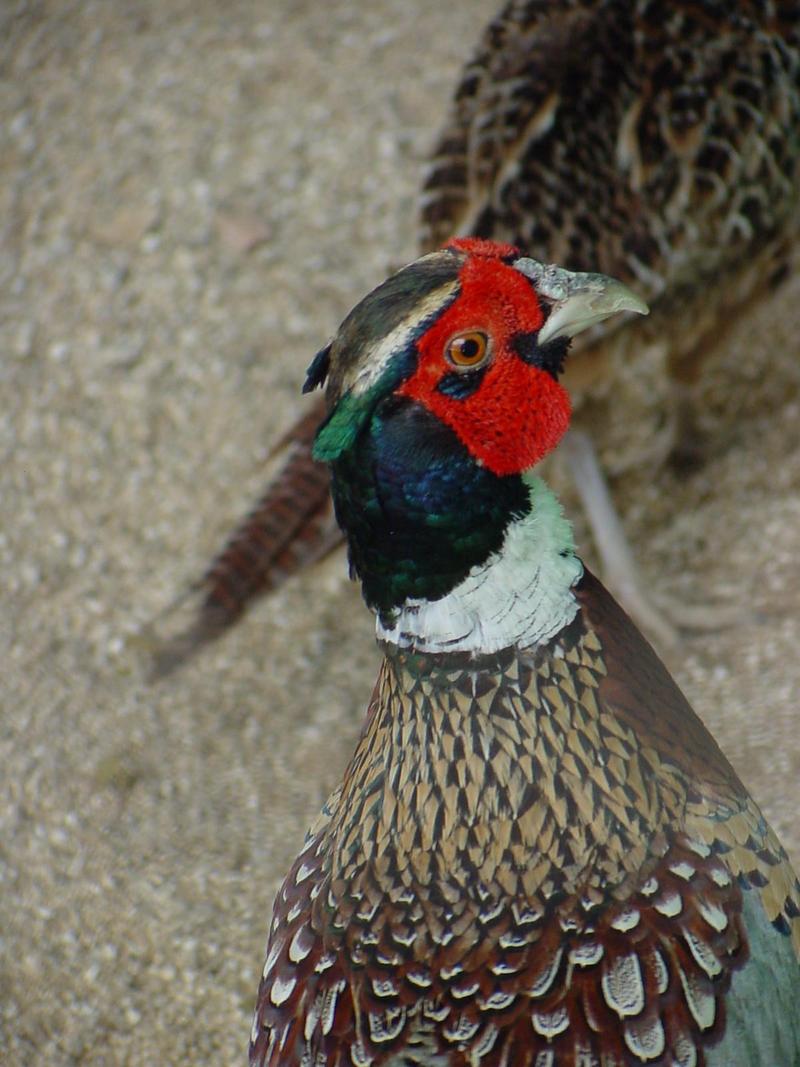 Ring-necked Pheasant Daejon Zooland - 2002/06/13 - common pheasant (Phasianus colchicus); DISPLAY FULL IMAGE.