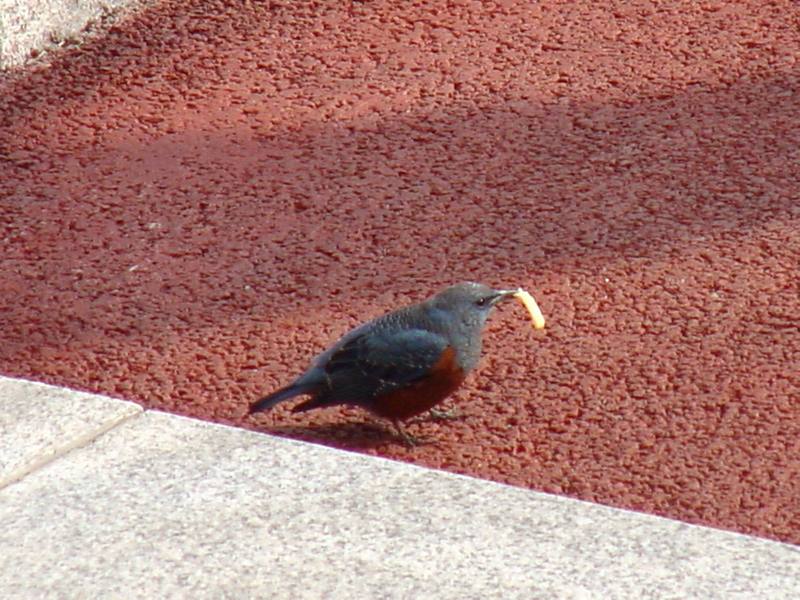 Blue Rockthrush; DISPLAY FULL IMAGE.