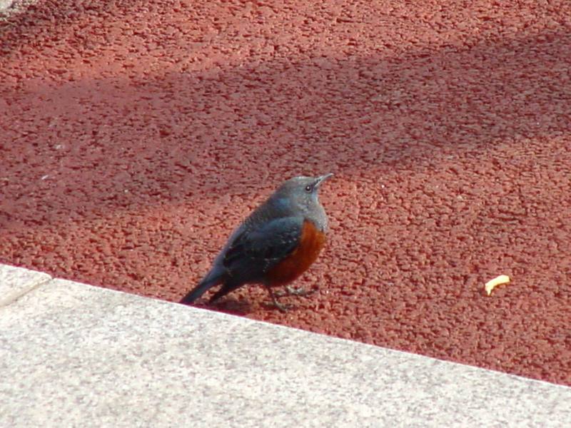 Blue Rockthrush; DISPLAY FULL IMAGE.