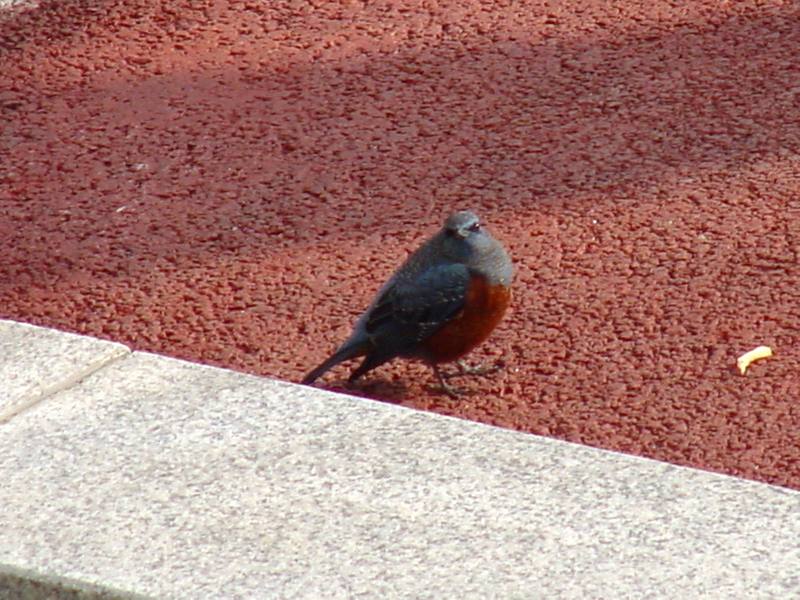 Blue Rockthrush (바다직박구리); DISPLAY FULL IMAGE.