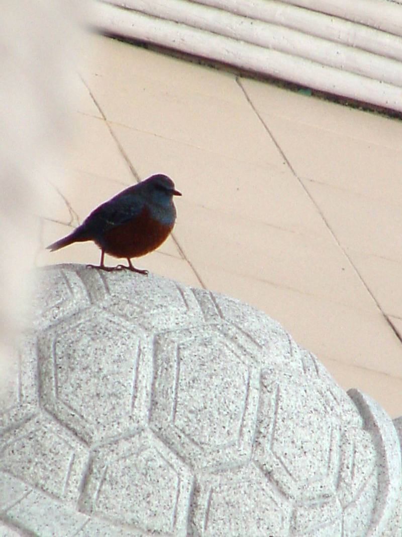 Blue Rockthrush; DISPLAY FULL IMAGE.