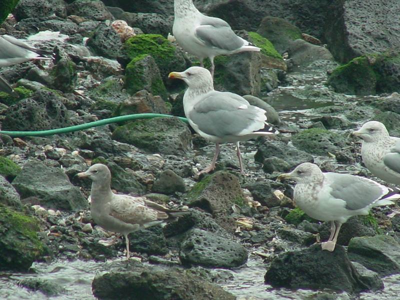 Herring Gulls; DISPLAY FULL IMAGE.