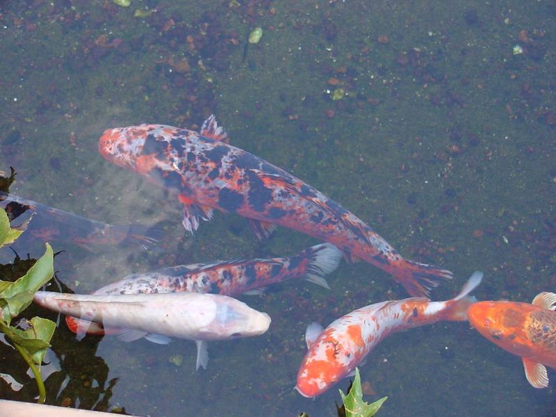 Koi carps; DISPLAY FULL IMAGE.