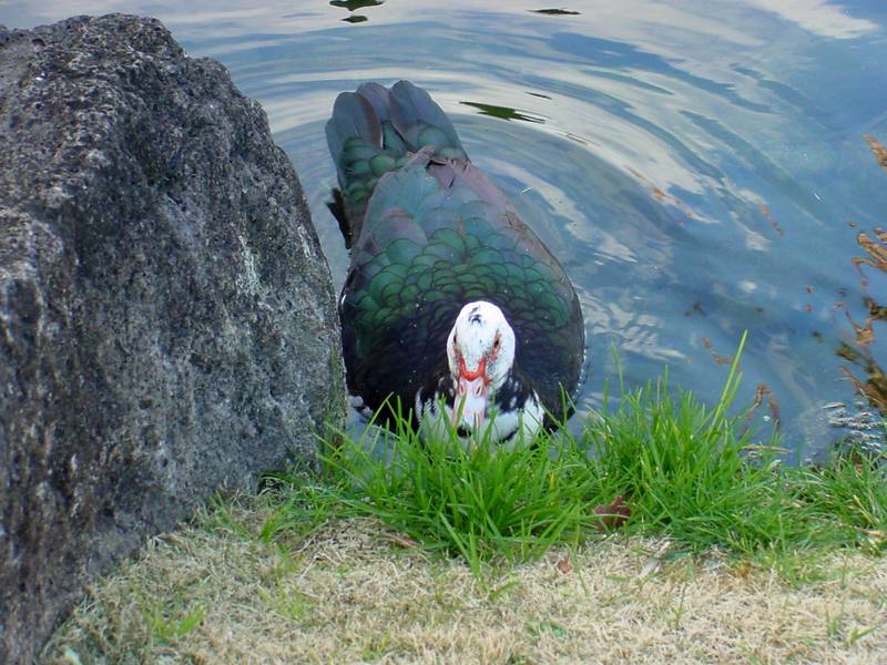 Muscovy duck; DISPLAY FULL IMAGE.