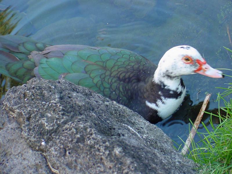 Muscovy duck; DISPLAY FULL IMAGE.