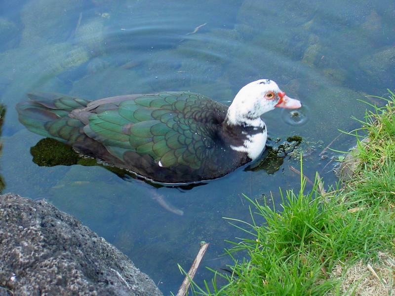 Muscovy duck; DISPLAY FULL IMAGE.