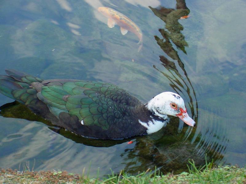 Muscovy duck; DISPLAY FULL IMAGE.