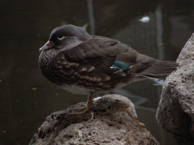 Mandarin duck (female); DISPLAY FULL IMAGE.