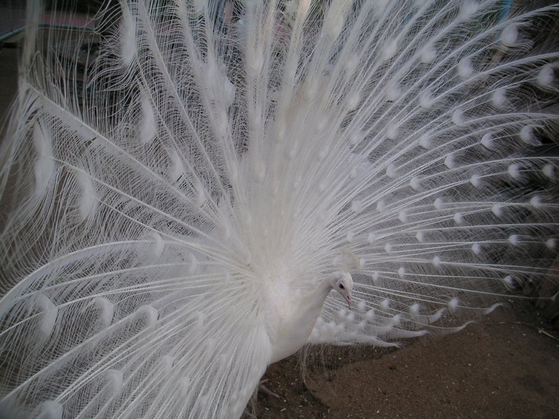 활짝 날개를 편 공작새 (백공작; White Peacock); DISPLAY FULL IMAGE.