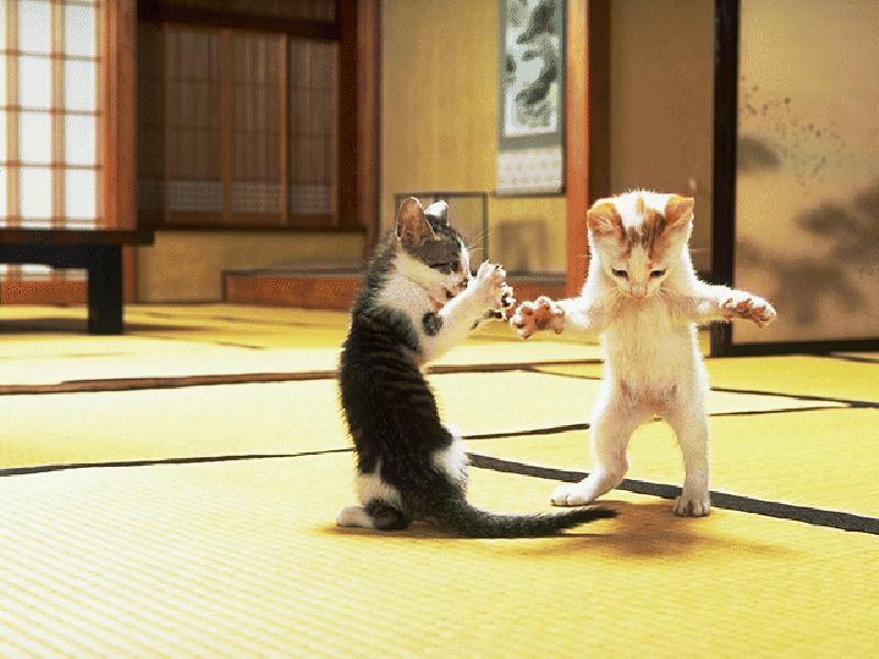 [Funny] Kungfu Fighters; DISPLAY FULL IMAGE.