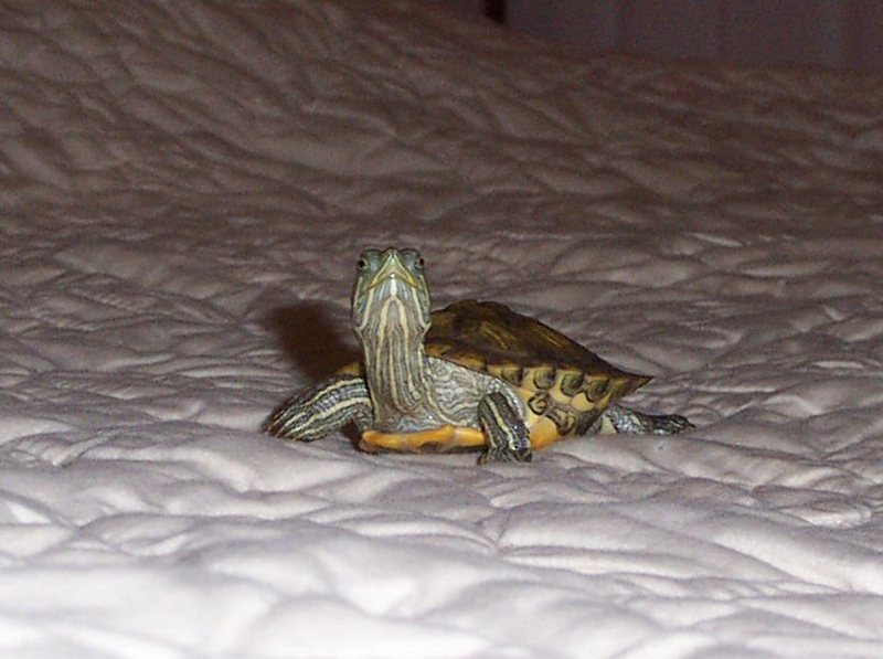 Red Ear Slider; DISPLAY FULL IMAGE.
