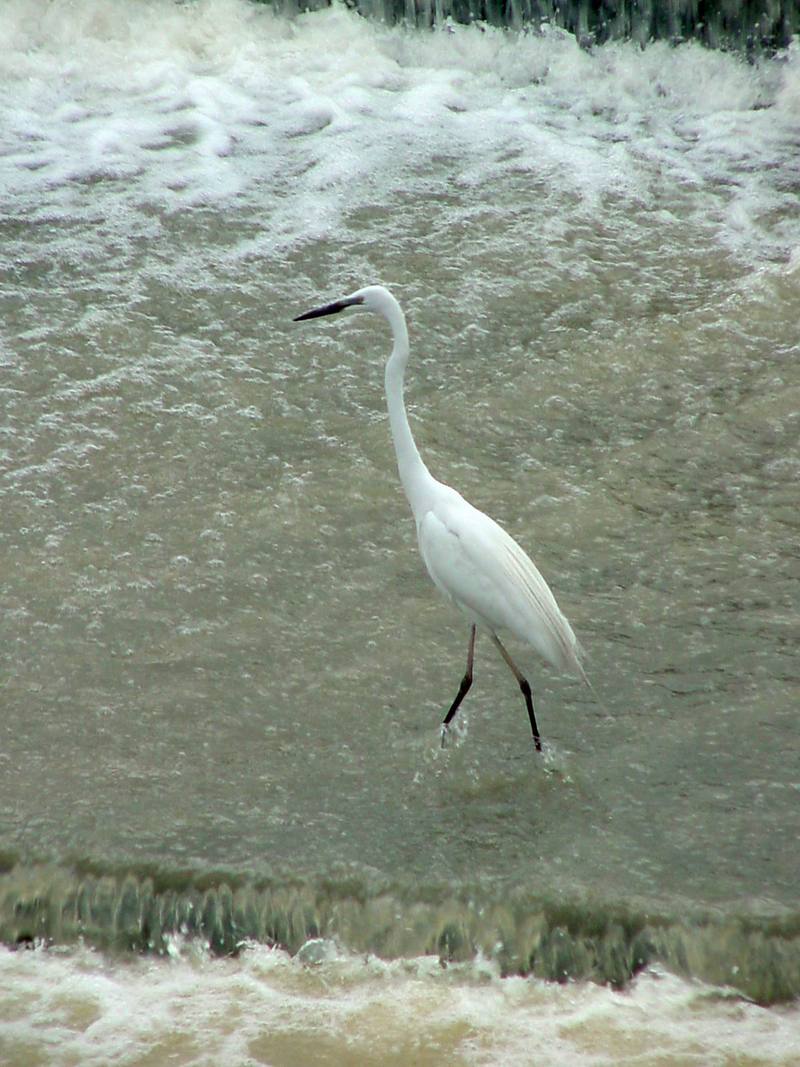 Great Egret; DISPLAY FULL IMAGE.