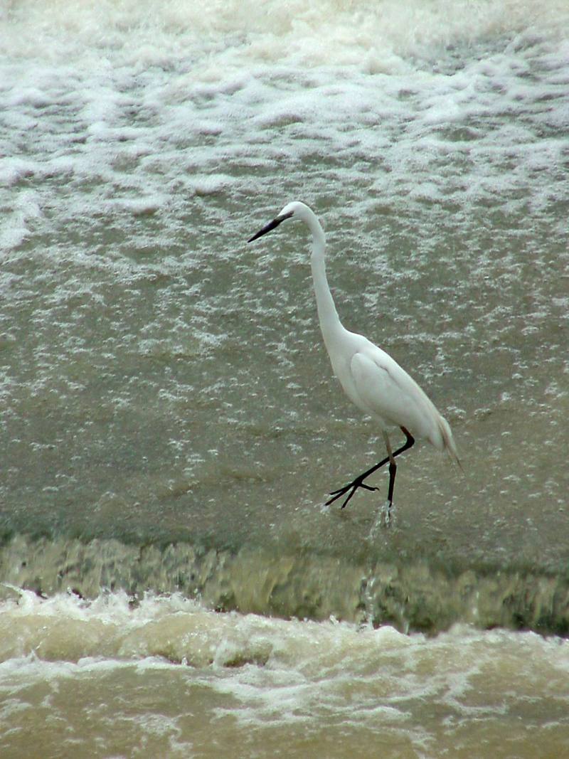Great Egret; DISPLAY FULL IMAGE.