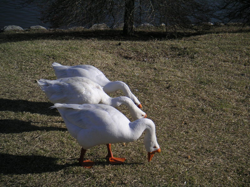 중국거위 Anser cygnoides (Swan Goose); DISPLAY FULL IMAGE.