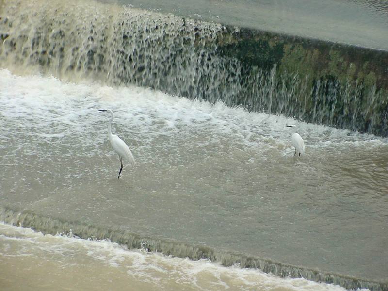 Great egret and intermediate egret; DISPLAY FULL IMAGE.