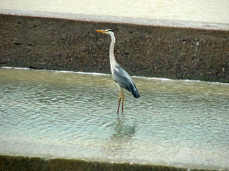 Grey Heron; DISPLAY FULL IMAGE.