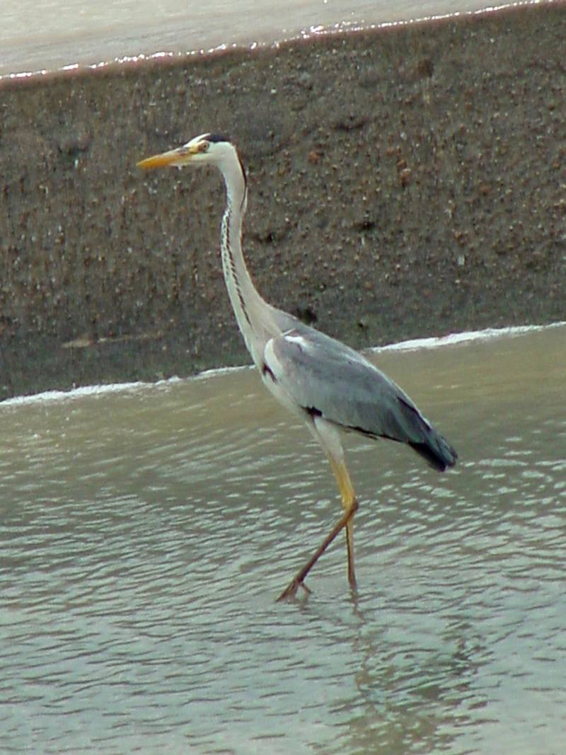 Grey Heron; DISPLAY FULL IMAGE.