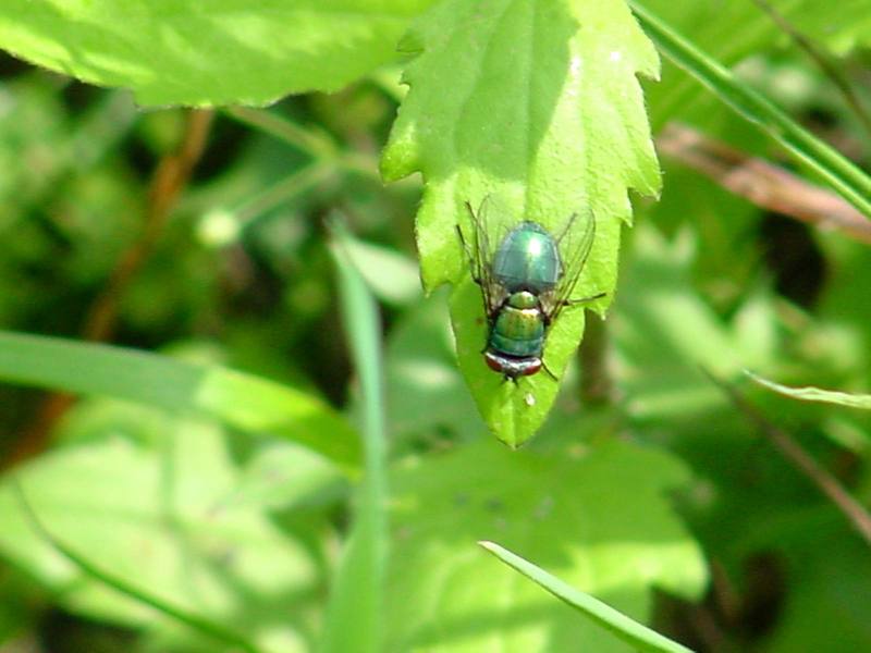 Eurasian Greenbottle (Blowfly); DISPLAY FULL IMAGE.