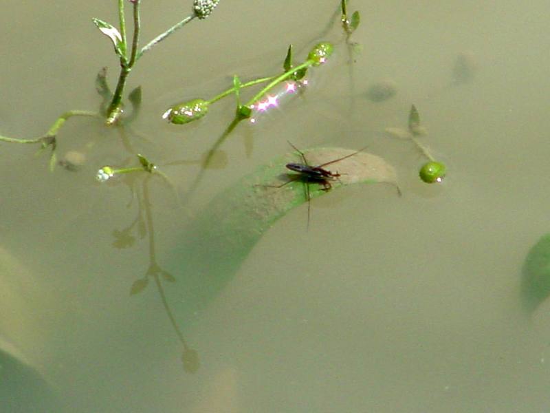 Paludum Waterstrider; DISPLAY FULL IMAGE.