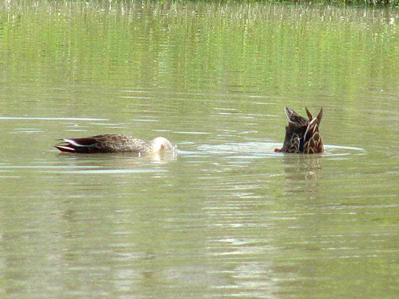 Spotbills diving; DISPLAY FULL IMAGE.
