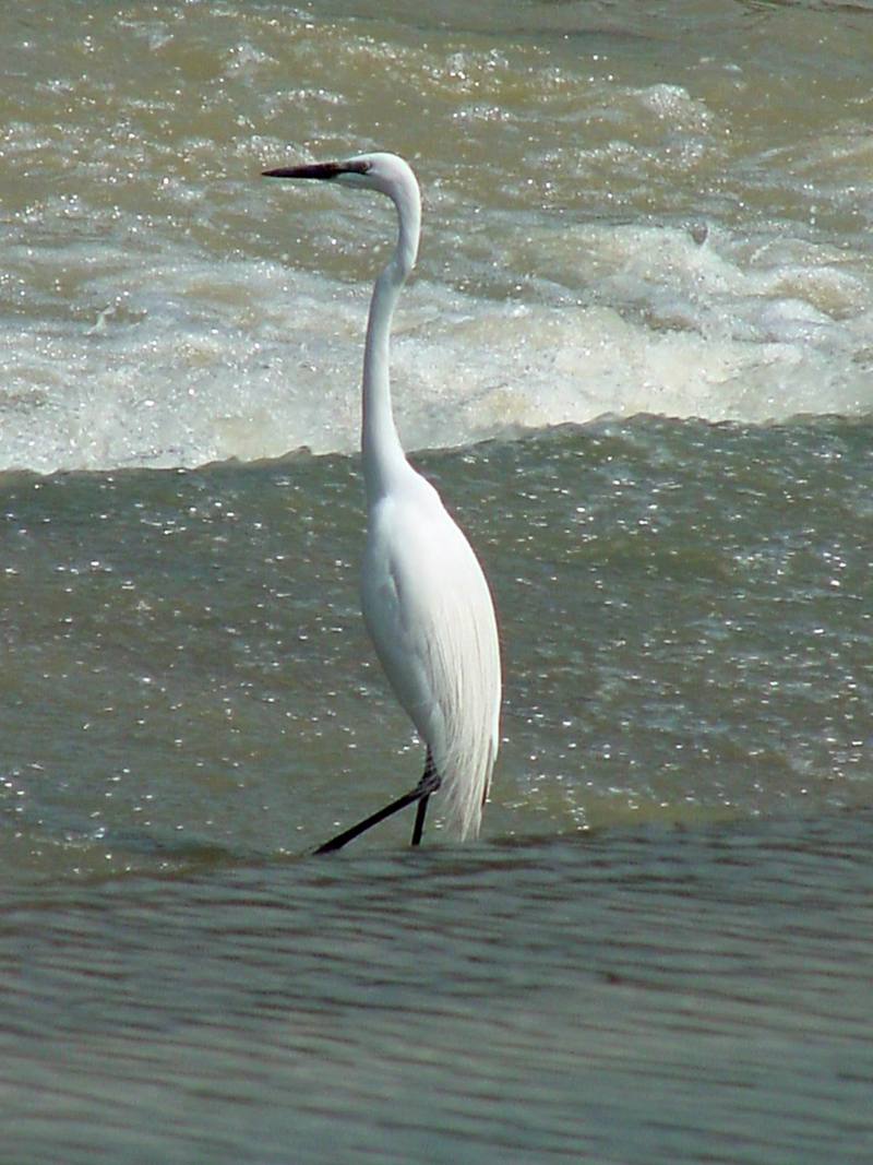 Great Egret; DISPLAY FULL IMAGE.