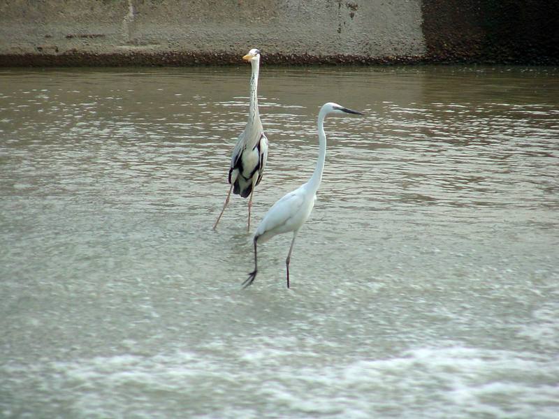 Great Egret and Gray Heron; DISPLAY FULL IMAGE.