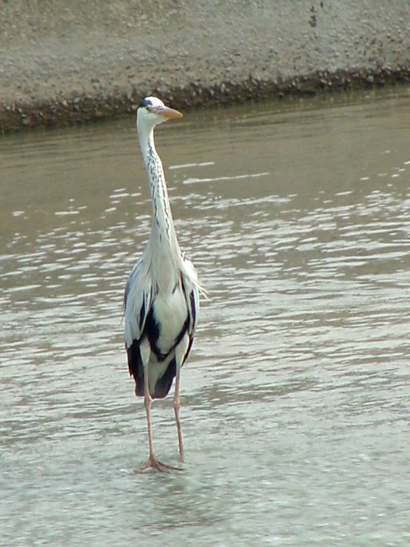 Gray Heron; DISPLAY FULL IMAGE.