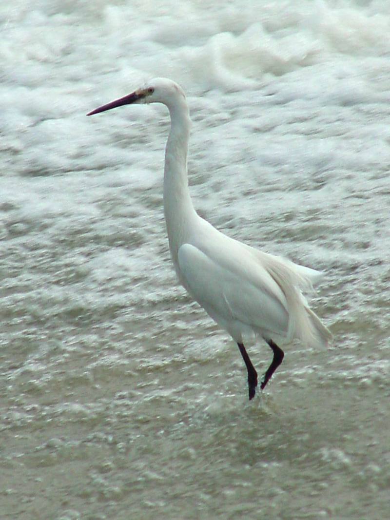 Great Egret; DISPLAY FULL IMAGE.