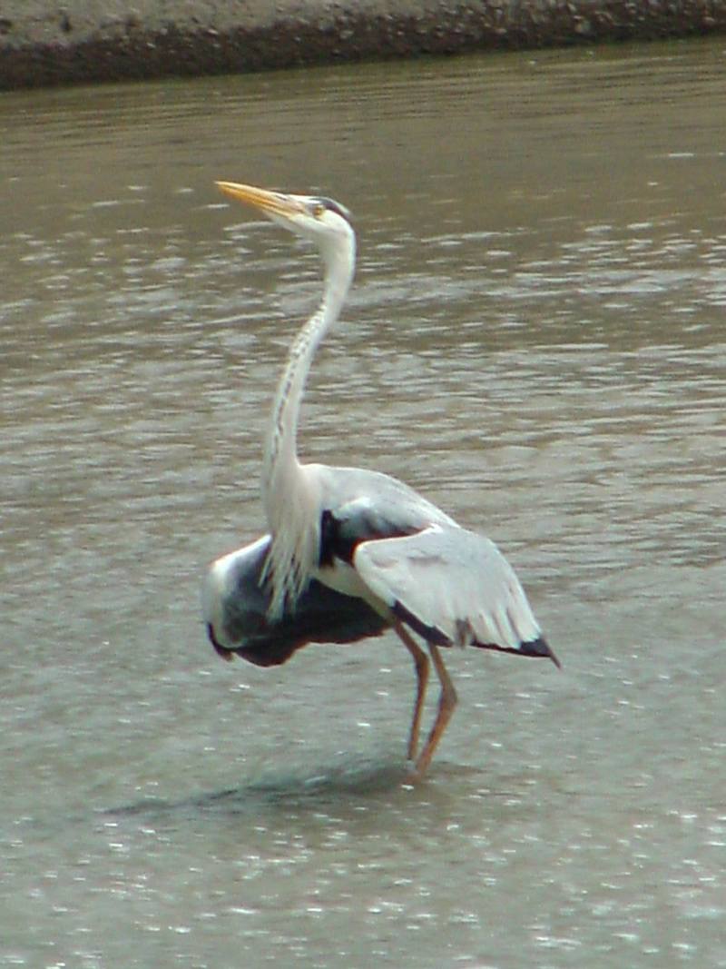 Grey Heron; DISPLAY FULL IMAGE.