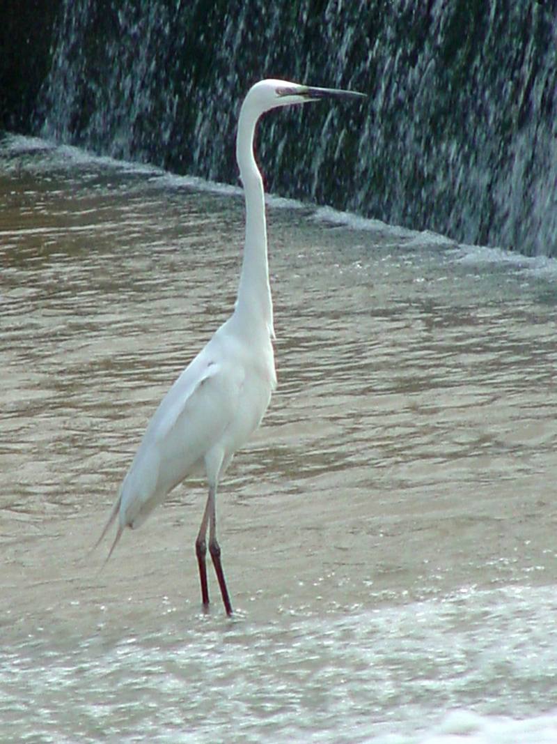 Great Egret; DISPLAY FULL IMAGE.