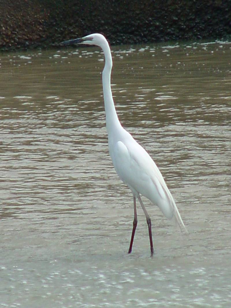 Great Egret; DISPLAY FULL IMAGE.