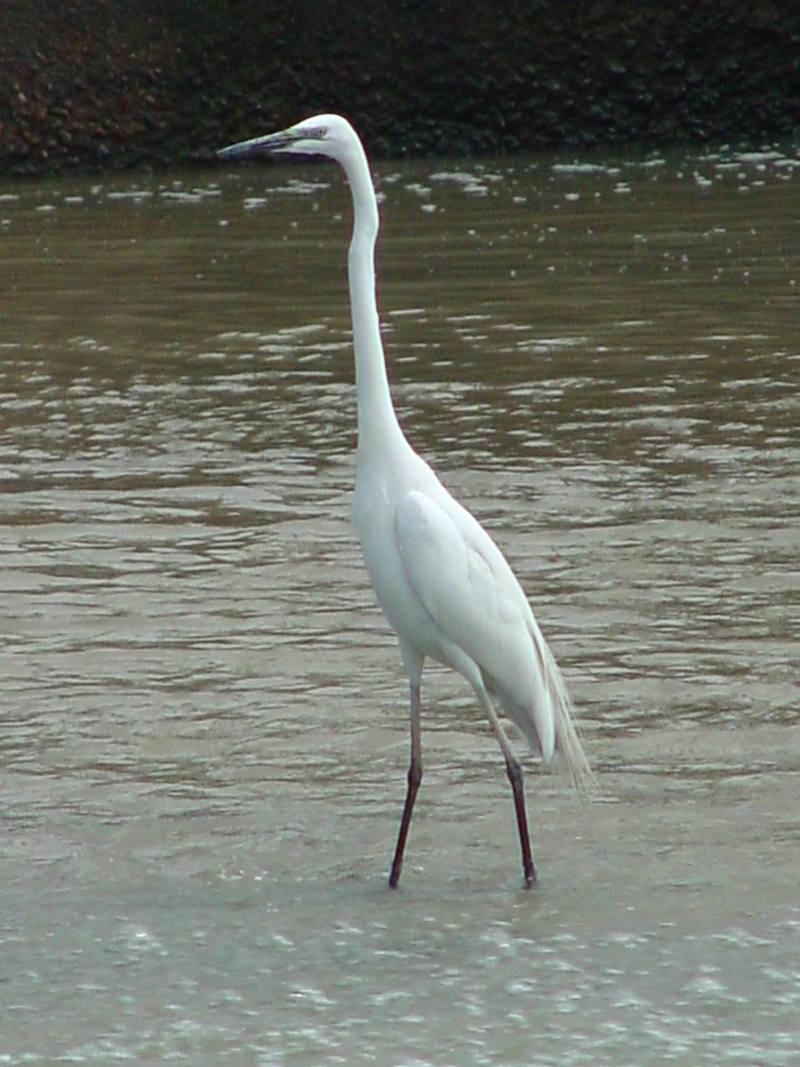 Great Egret; DISPLAY FULL IMAGE.